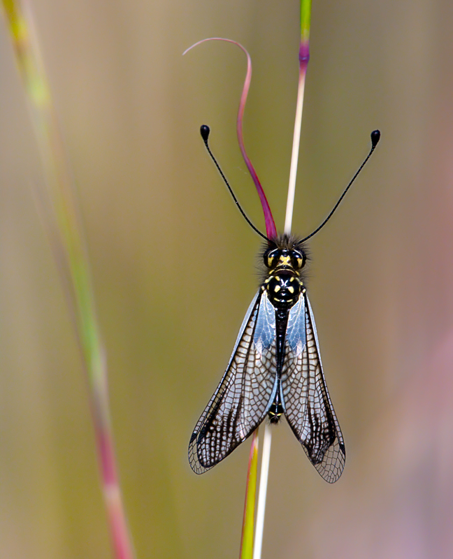 Deleproctophylla australis e Libelloides latinus